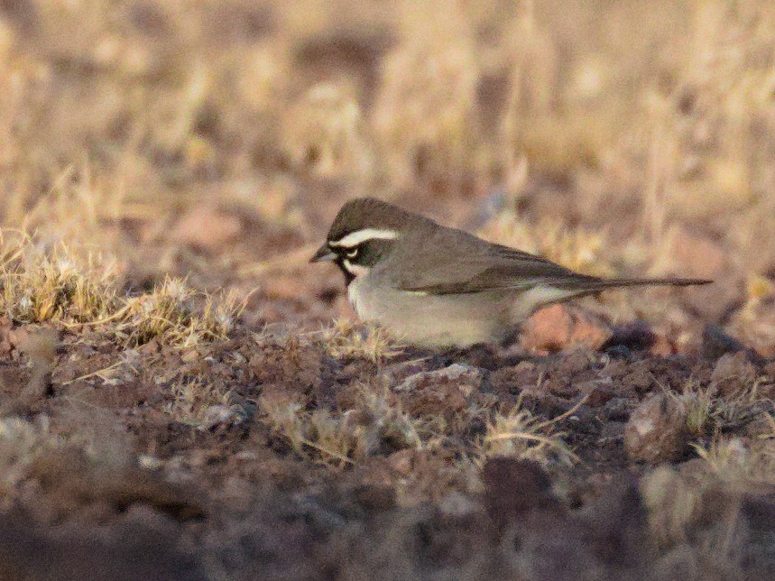 Black-throated Sparrow - Edward Plumer