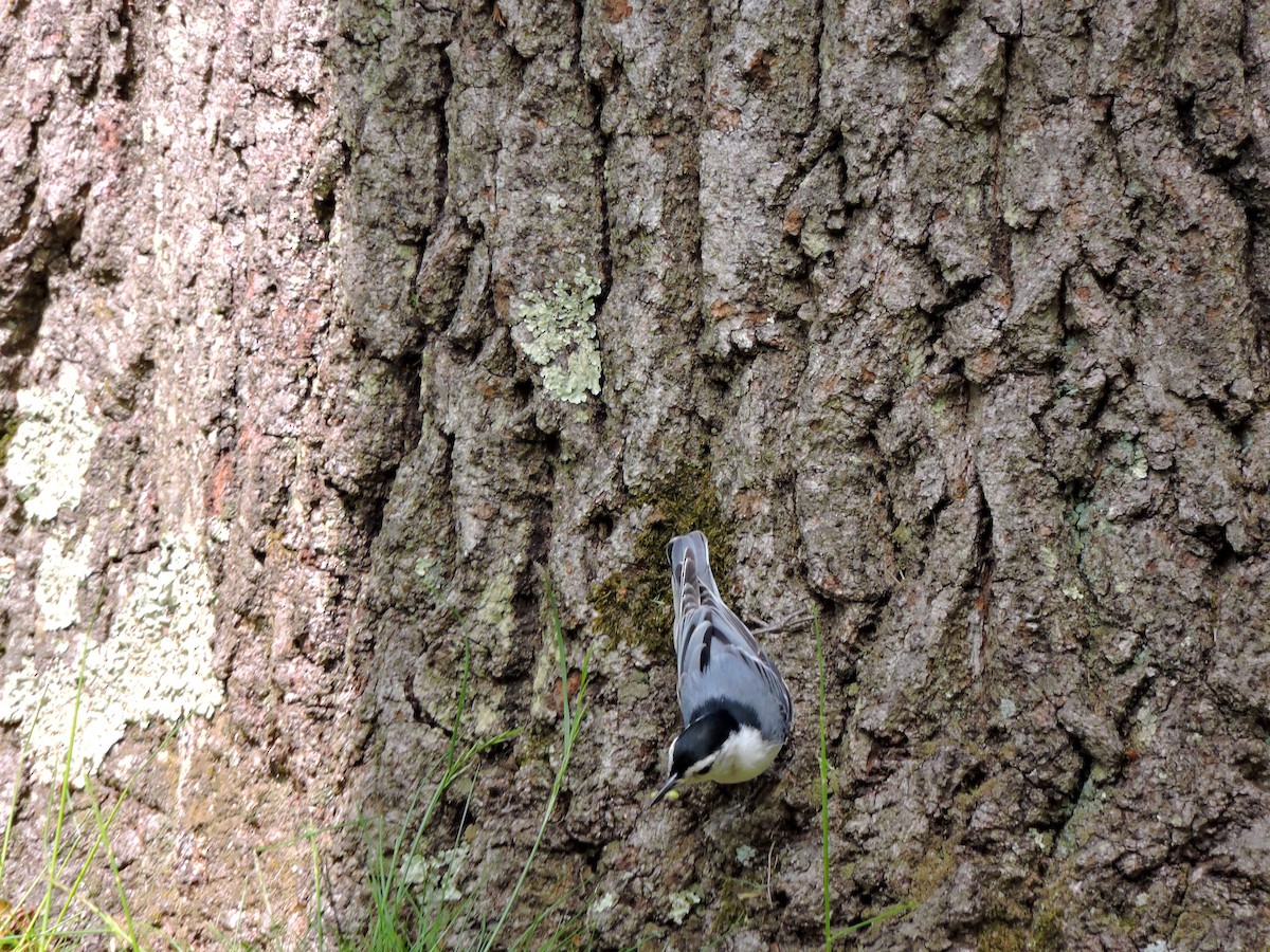 White-breasted Nuthatch - Bill Lee