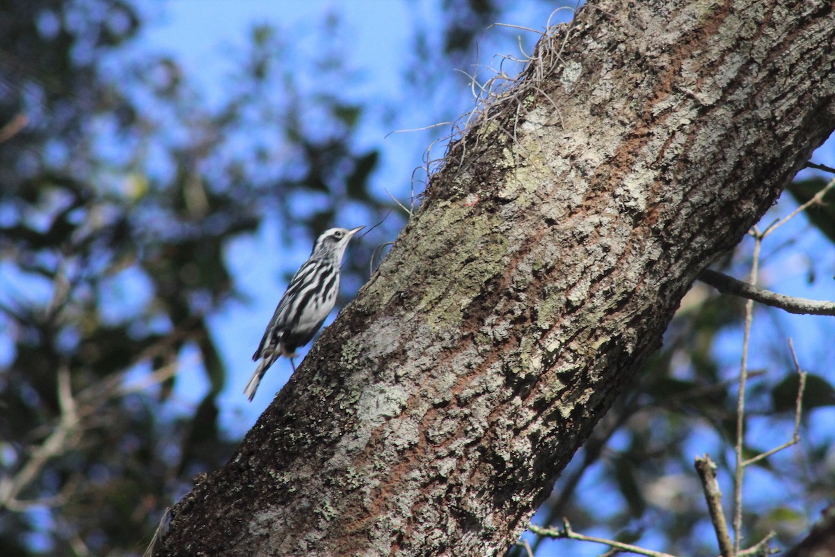 Black-and-white Warbler - ML291027491