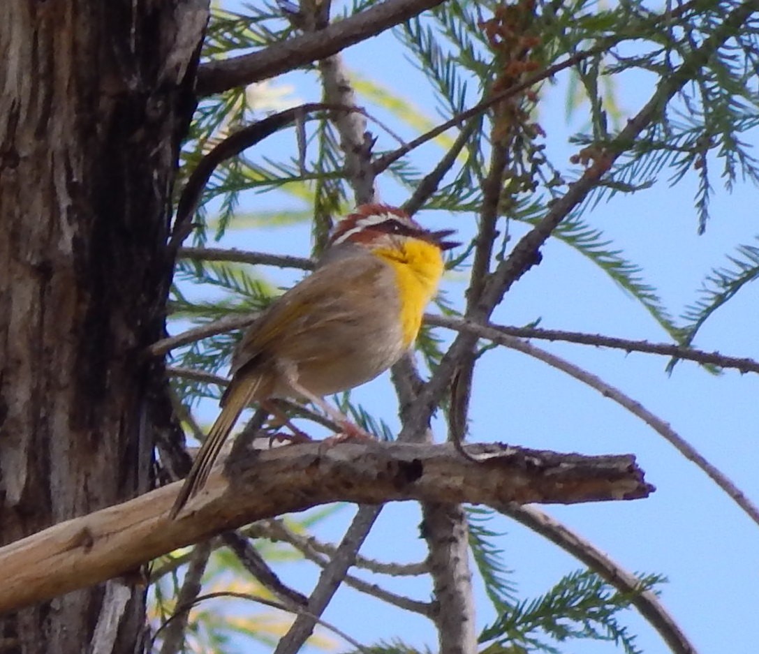 Rufous-capped Warbler - ML291034941