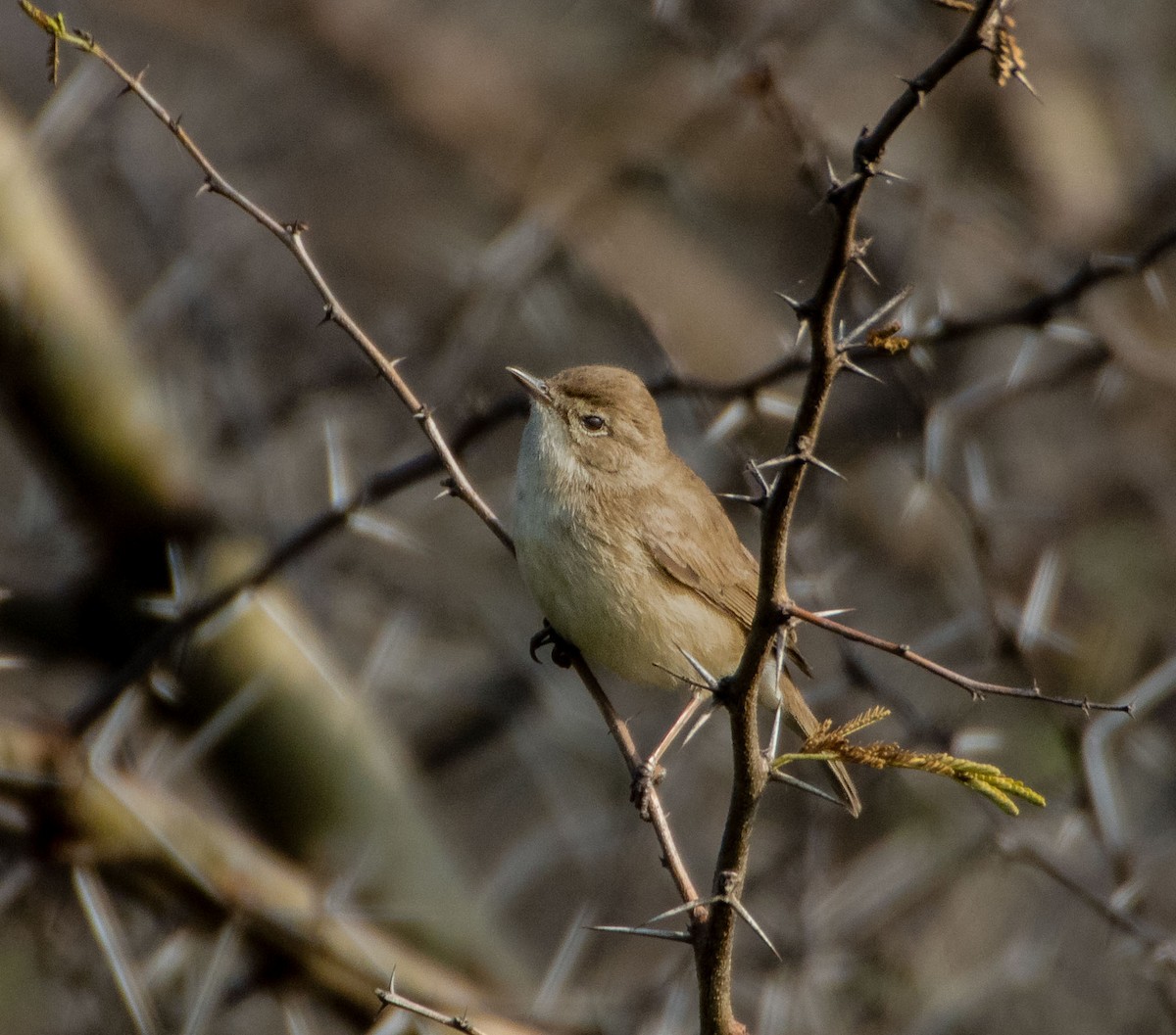 Booted Warbler - ML291044561