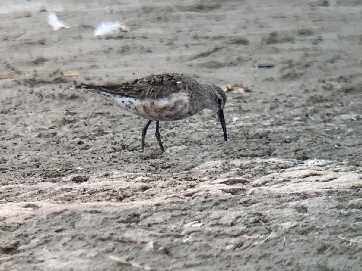 Curlew Sandpiper - Anonymous