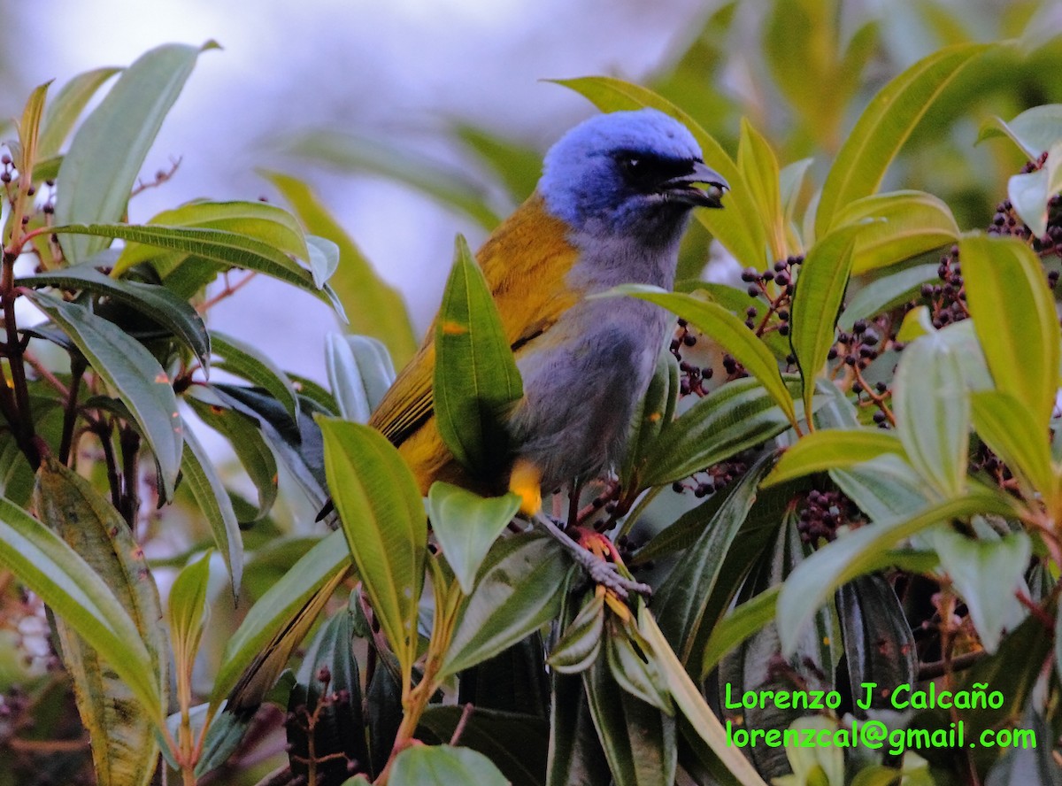 Blue-capped Tanager - ML291048001