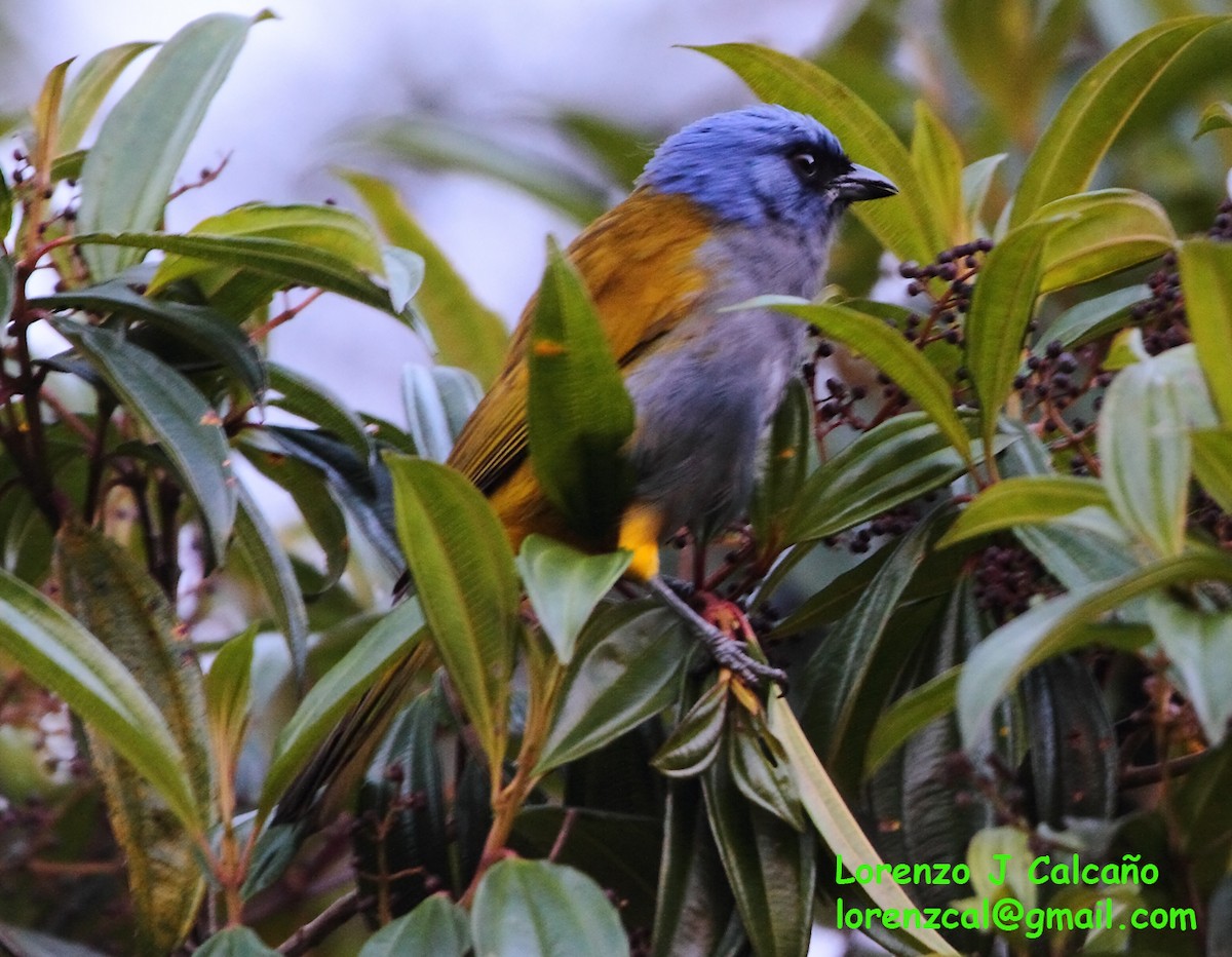 Blue-capped Tanager - ML291048011