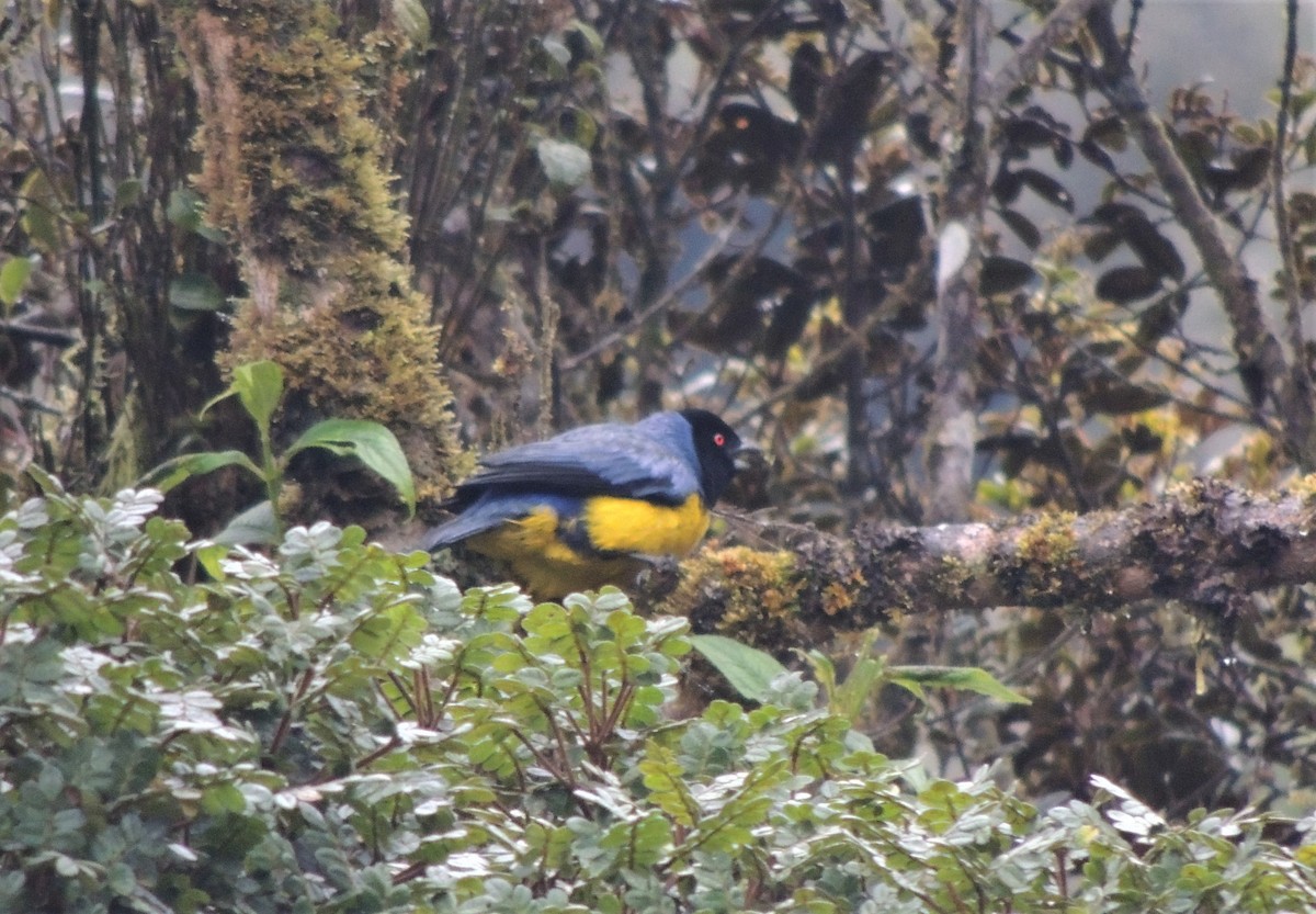 Hooded Mountain Tanager - ML291048091