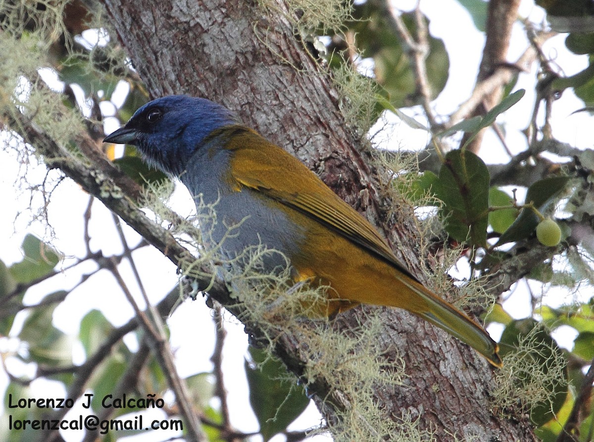 Blue-capped Tanager - ML291048231