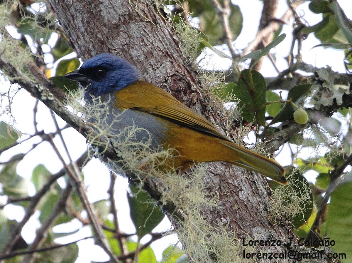 Blue-capped Tanager - ML291048321
