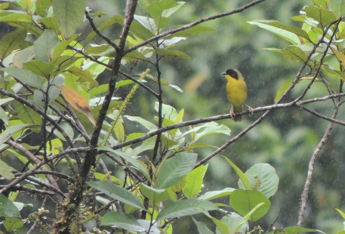 Olive-crowned Yellowthroat - ML291049671