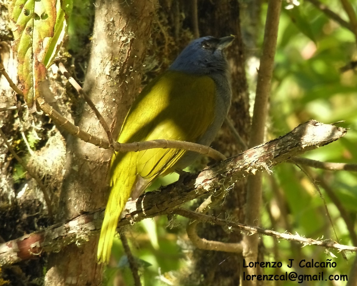 Blue-capped Tanager - ML291049841