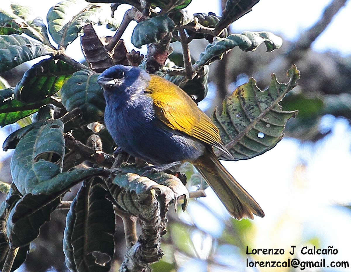 Blue-capped Tanager - ML291050001