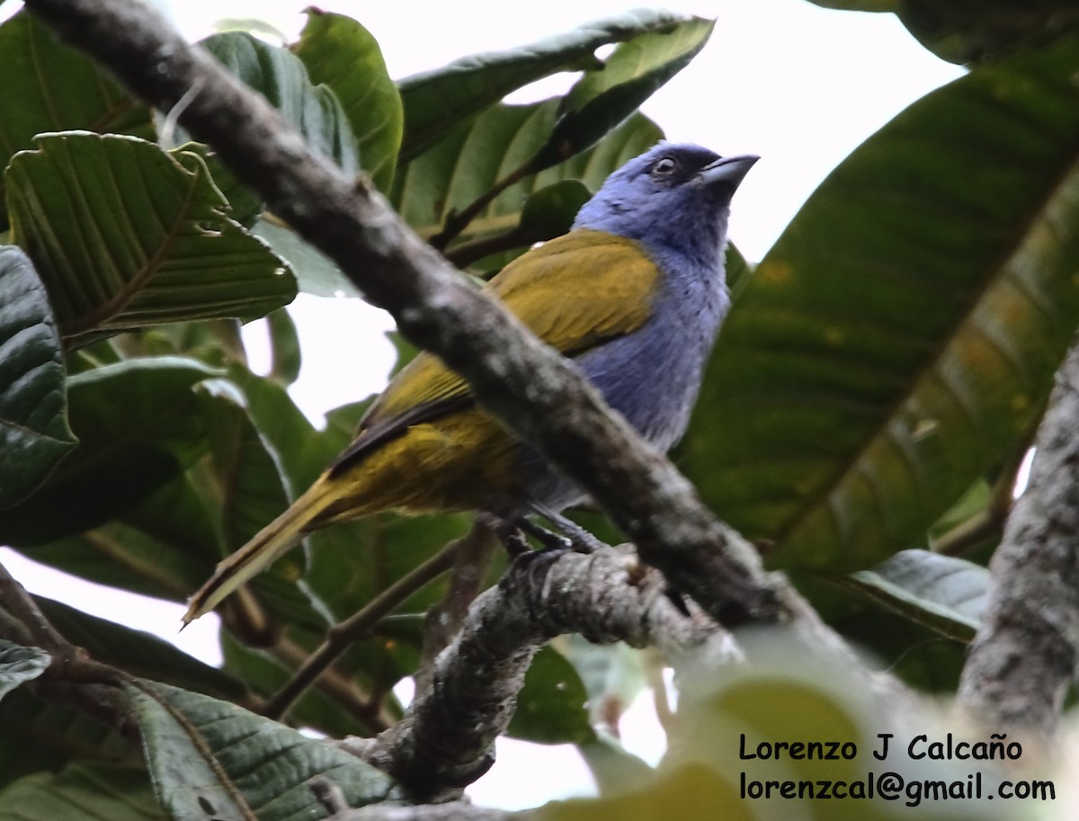 Blue-capped Tanager - ML291050061