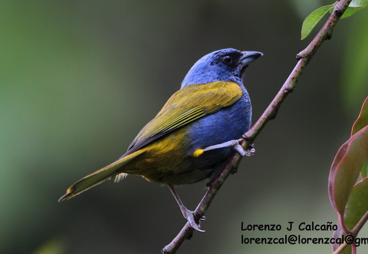 Blue-capped Tanager - ML291050881