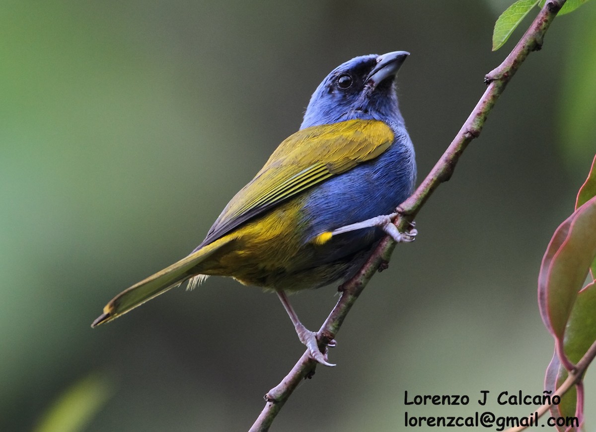 Blue-capped Tanager - Lorenzo Calcaño
