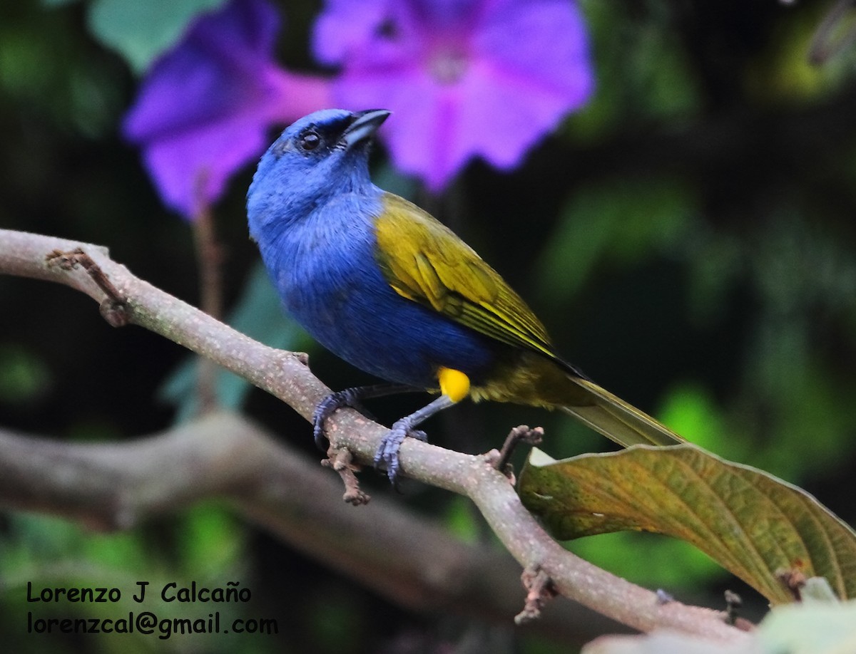 Blue-capped Tanager - ML291050921