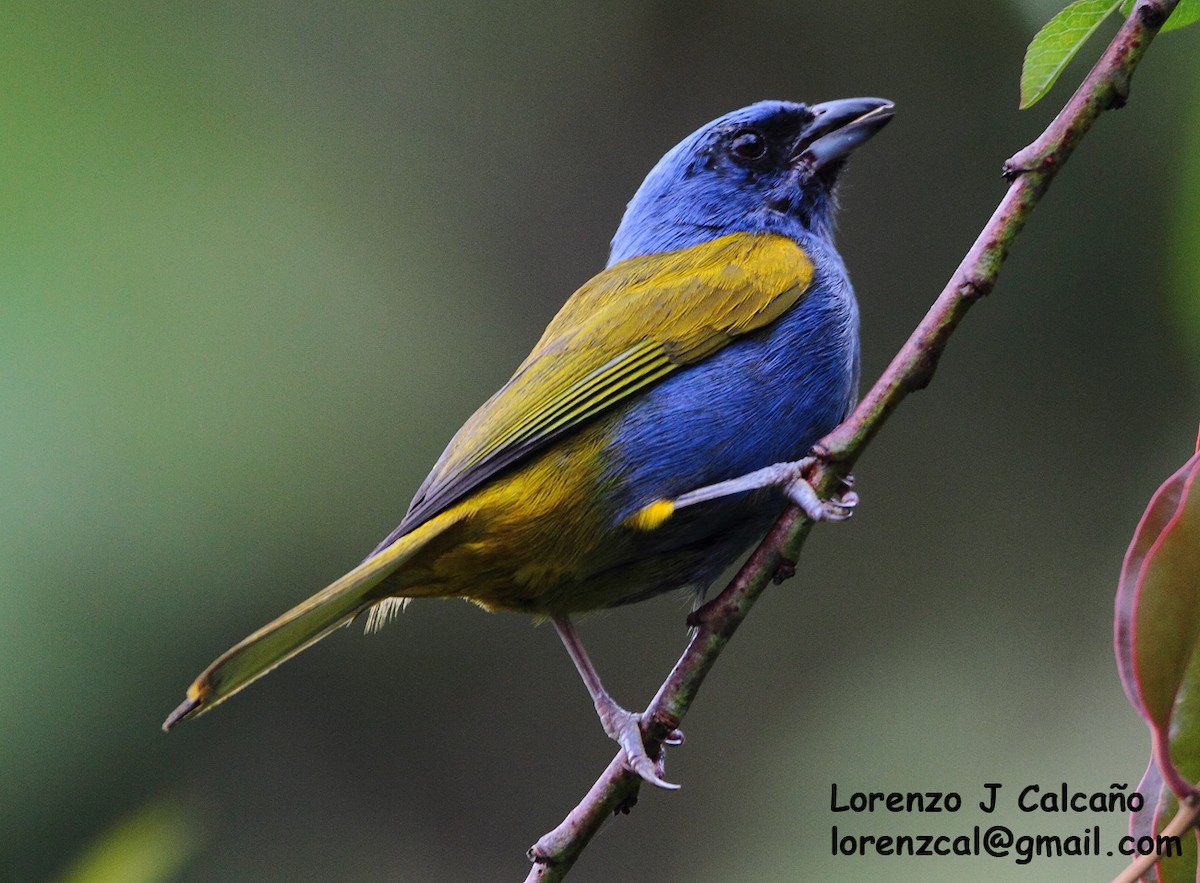 Blue-capped Tanager - ML291050931