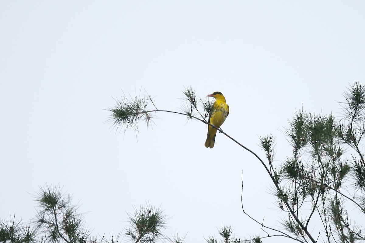 Black-naped Oriole - Ting-Wei (廷維) HUNG (洪)