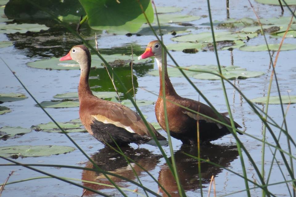 Black-bellied Whistling-Duck - Francis Khoury