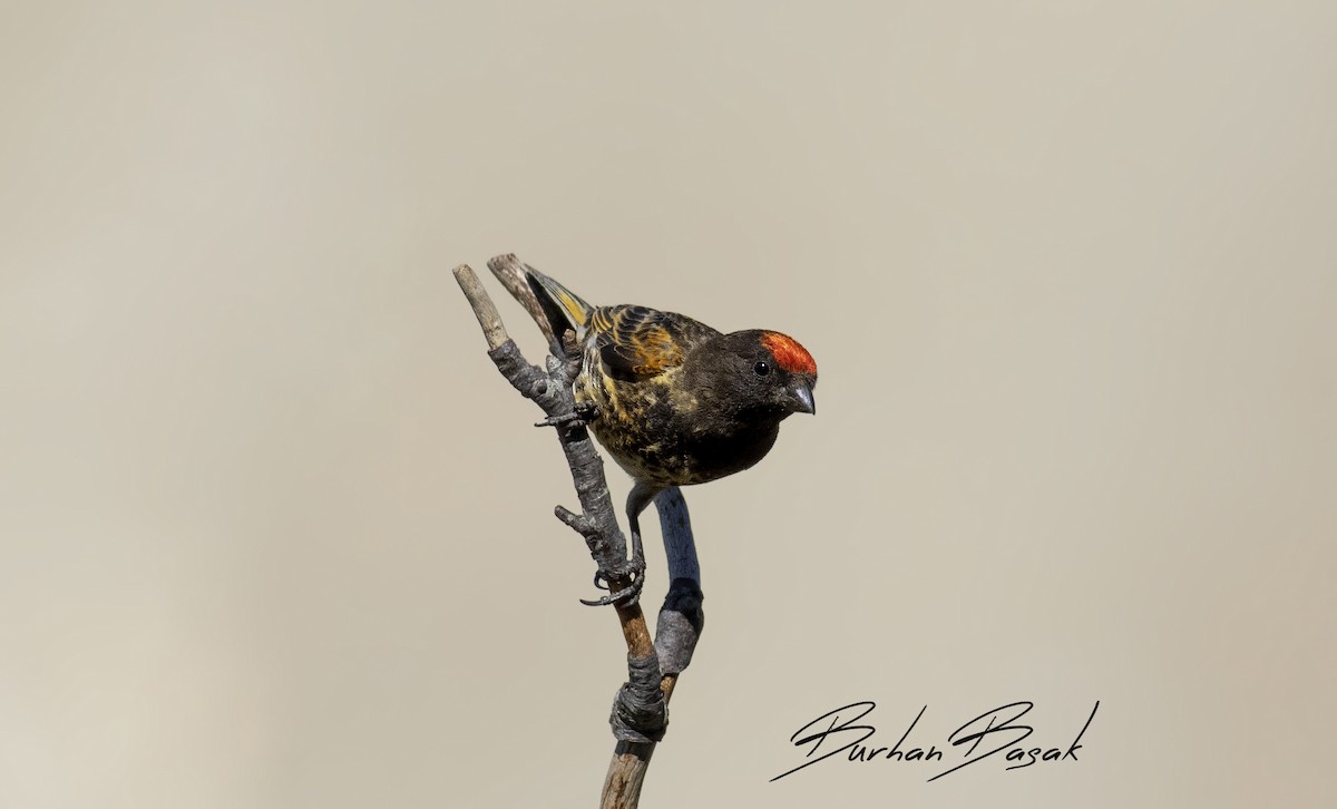 Fire-fronted Serin - ML291058211