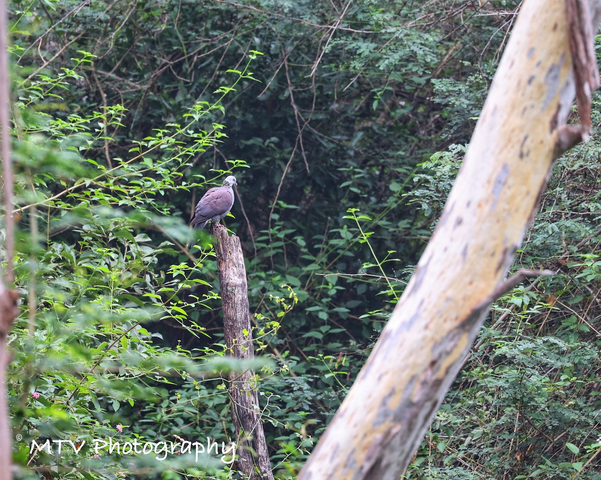 Nilgiri Wood-Pigeon - Midhun Mohan