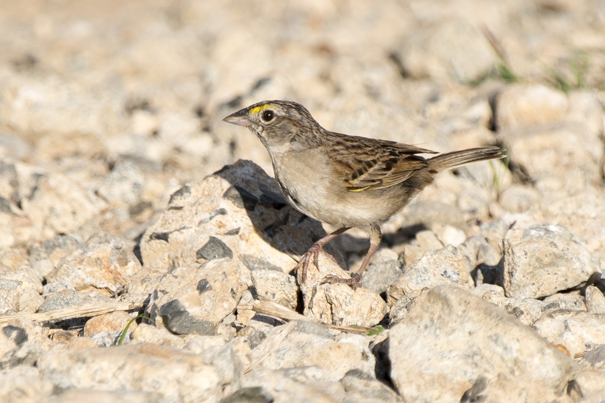 Grassland Sparrow - ML291063831