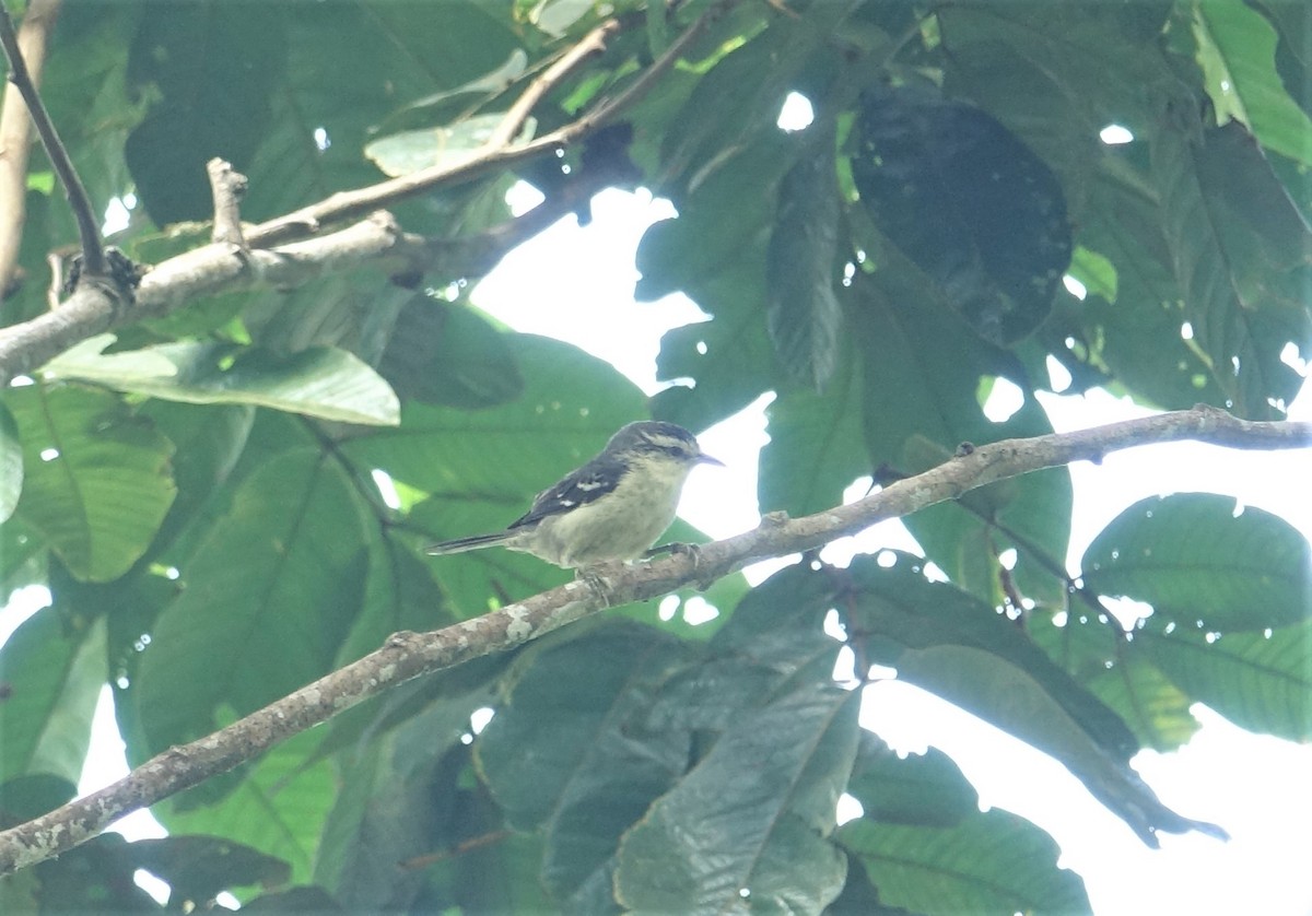 Double-banded Graytail - ML291066411