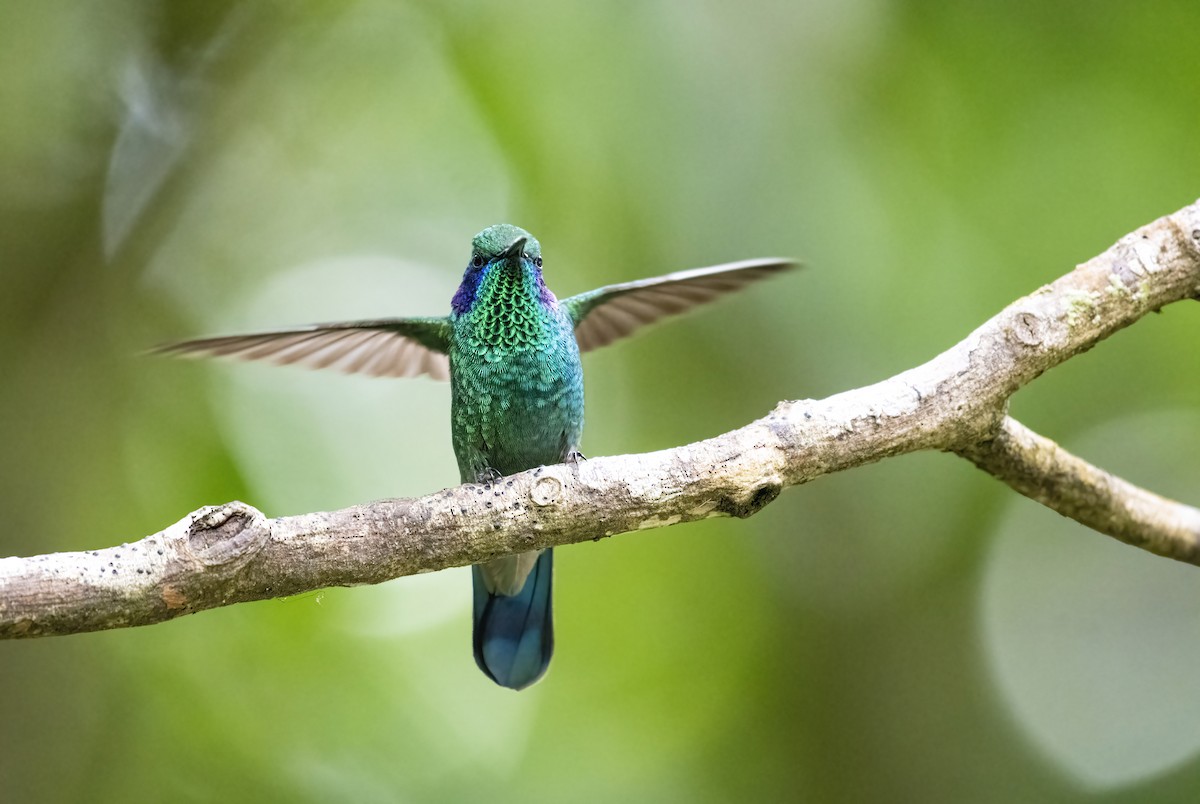 kolibřík modrouchý - ML291067101