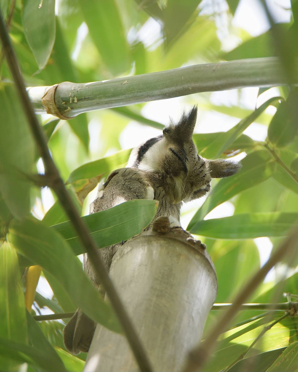 Northern White-faced Owl - ML291067151