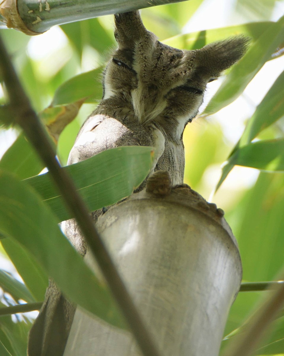 Northern White-faced Owl - ML291067161