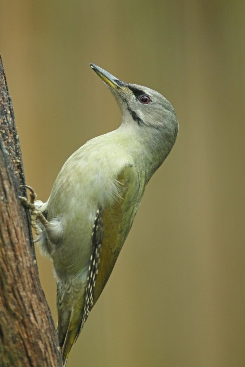 Gray-headed Woodpecker - ML291069071