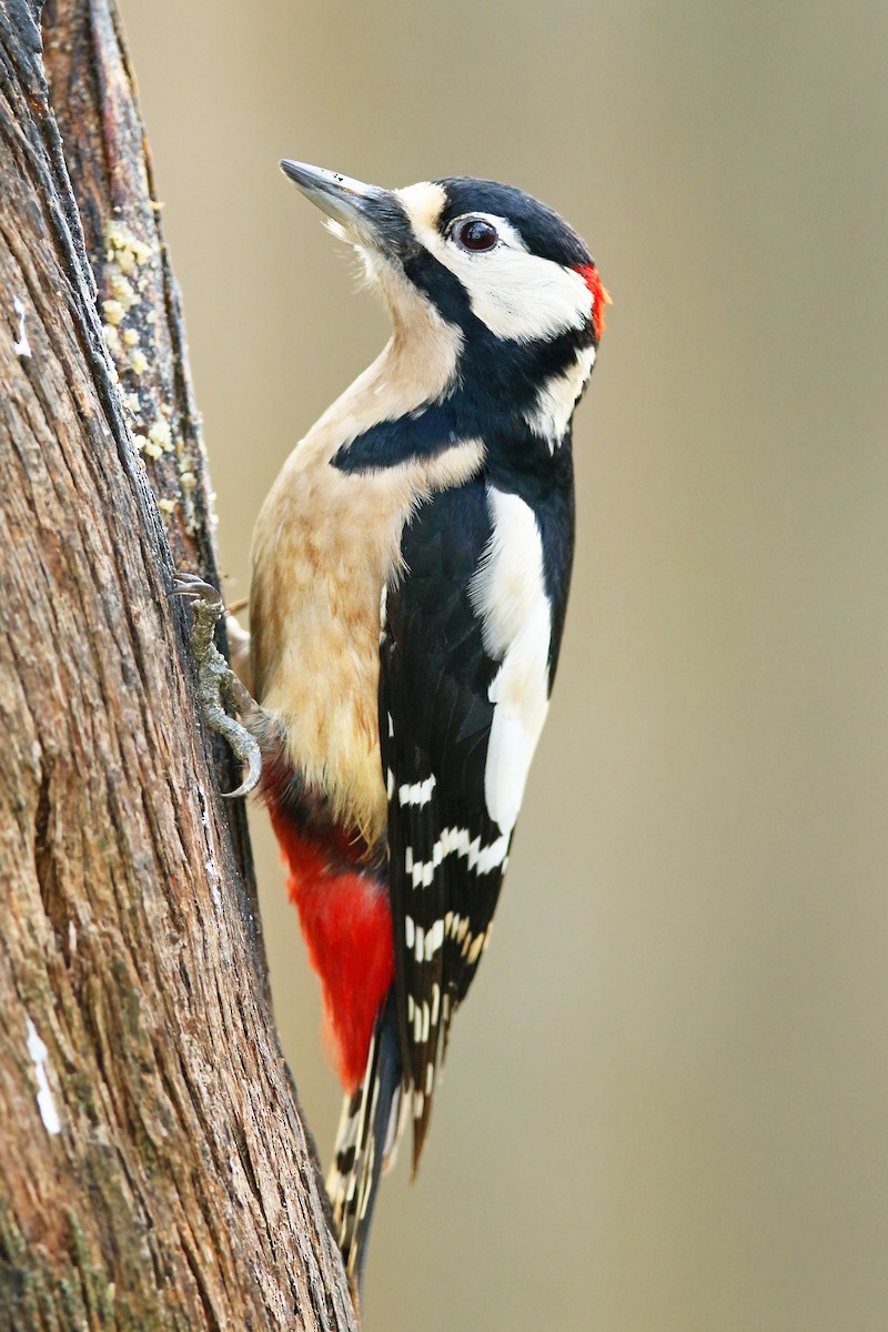 Great Spotted Woodpecker - Volker Hesse