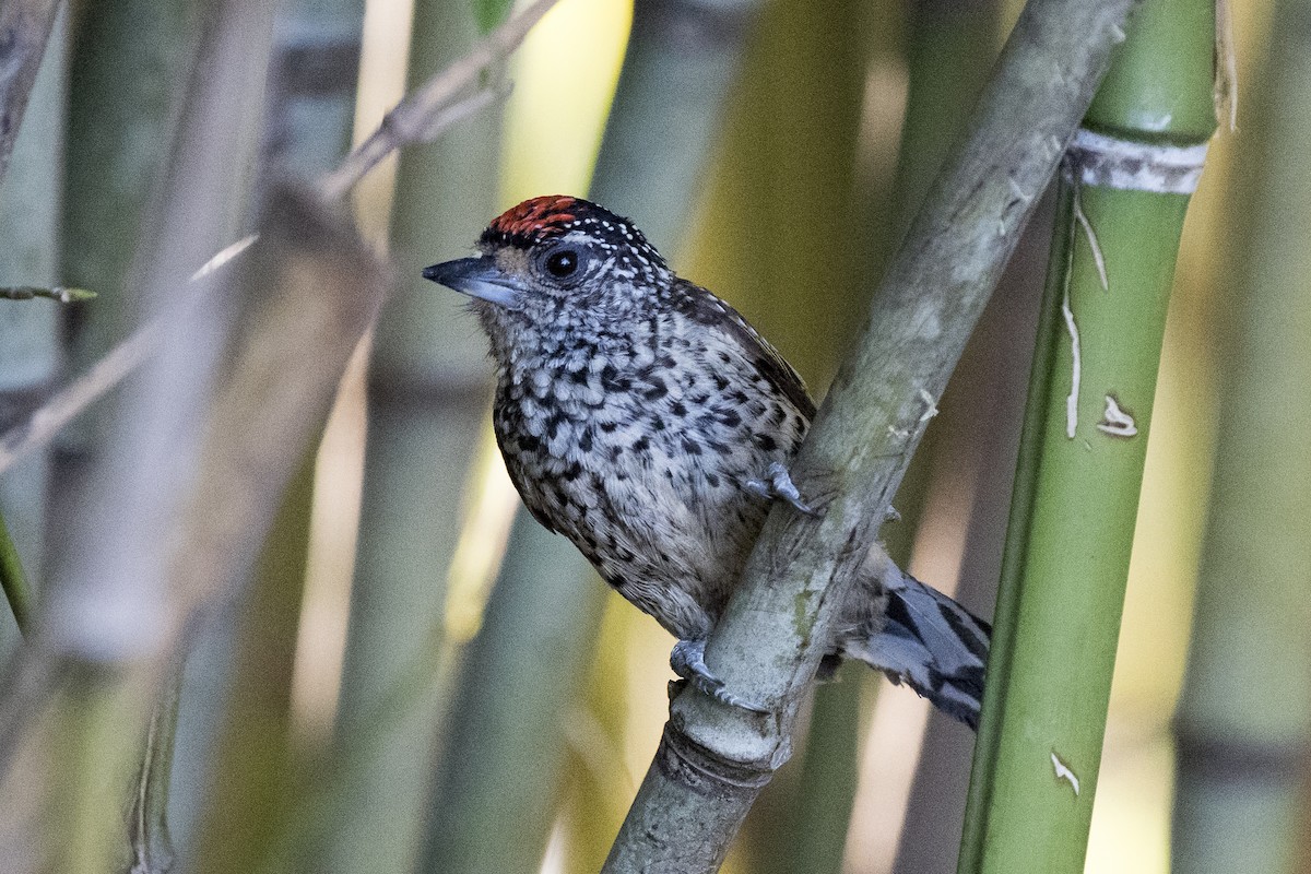 White-wedged Piculet - ML291075201