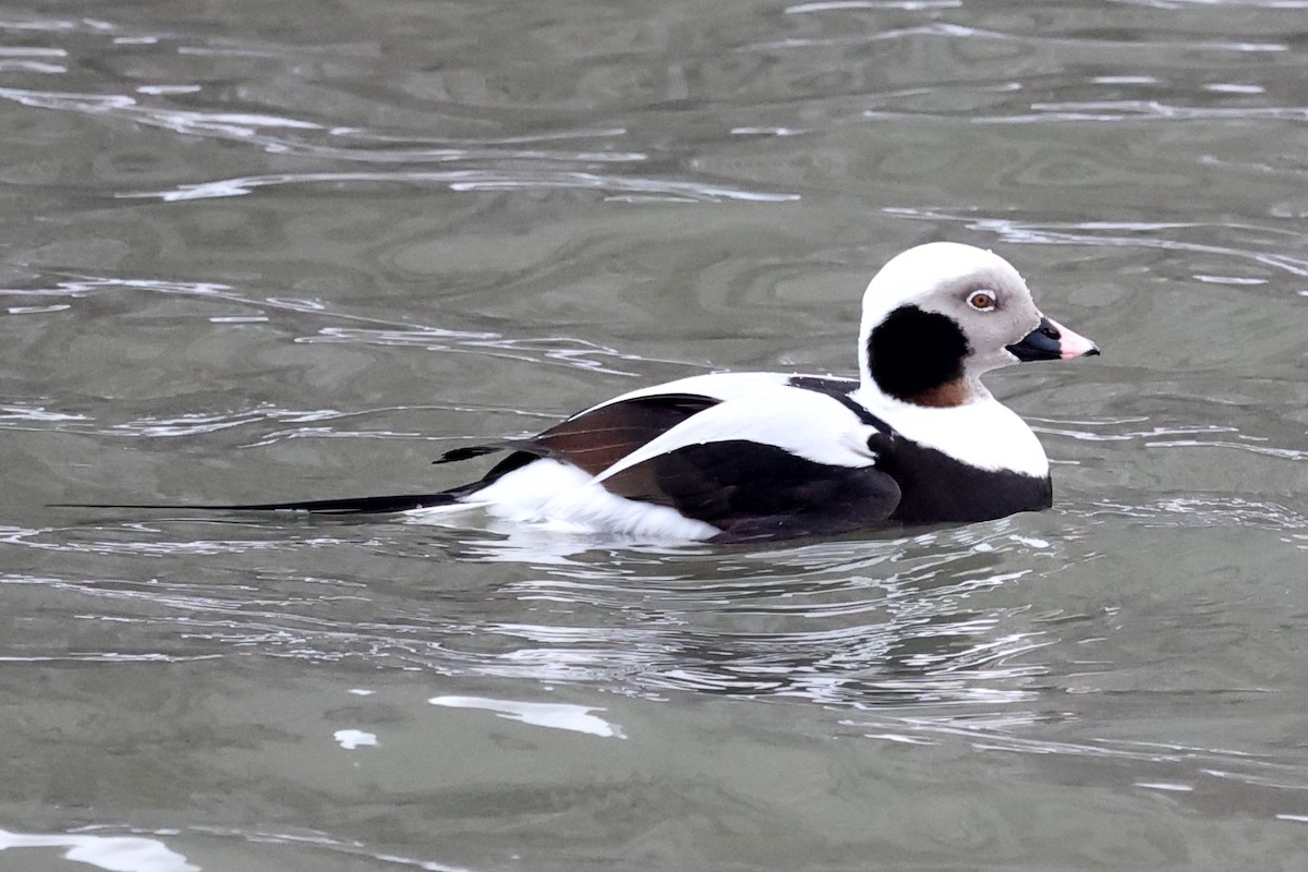 Long-tailed Duck - ML291076071