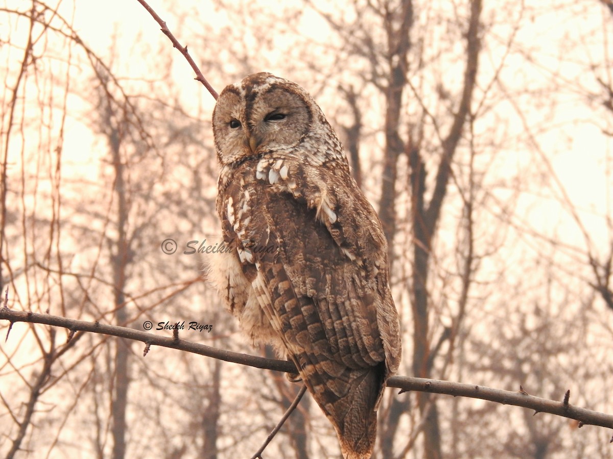 Tawny Owl - Sheikh Riyaz
