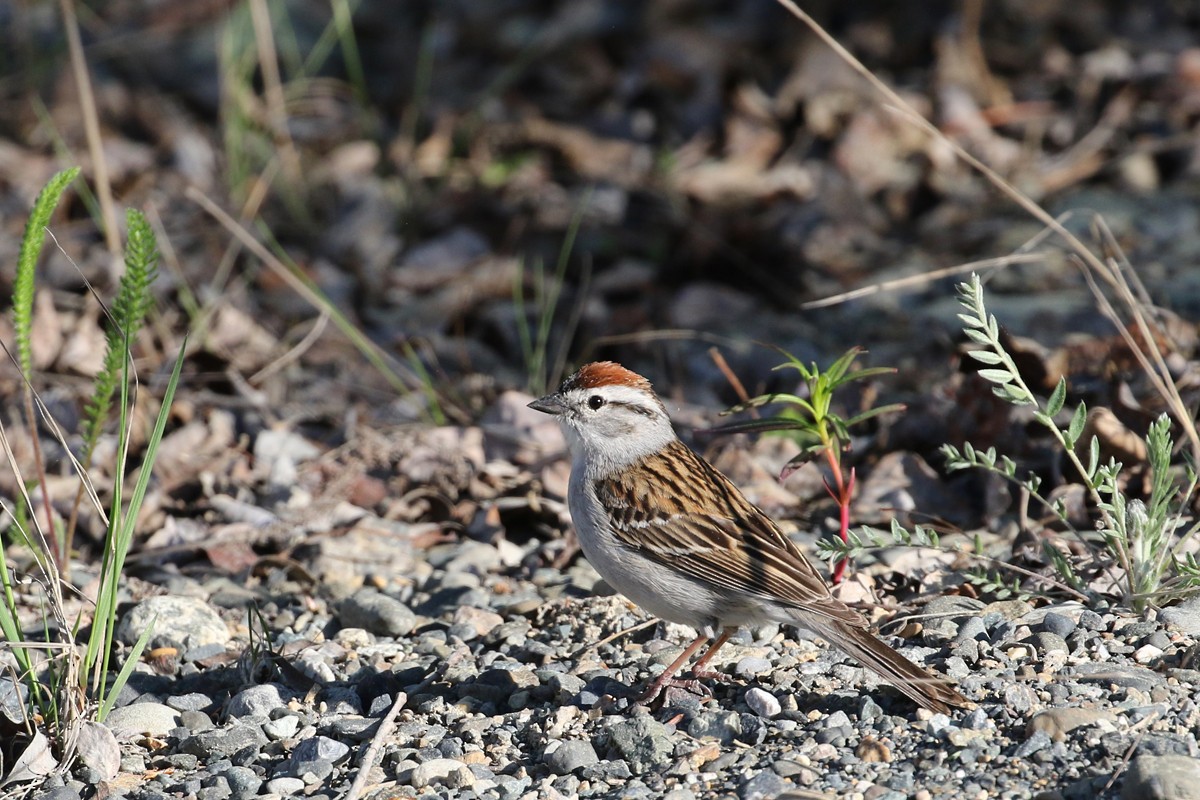 Chipping Sparrow - ML29108221