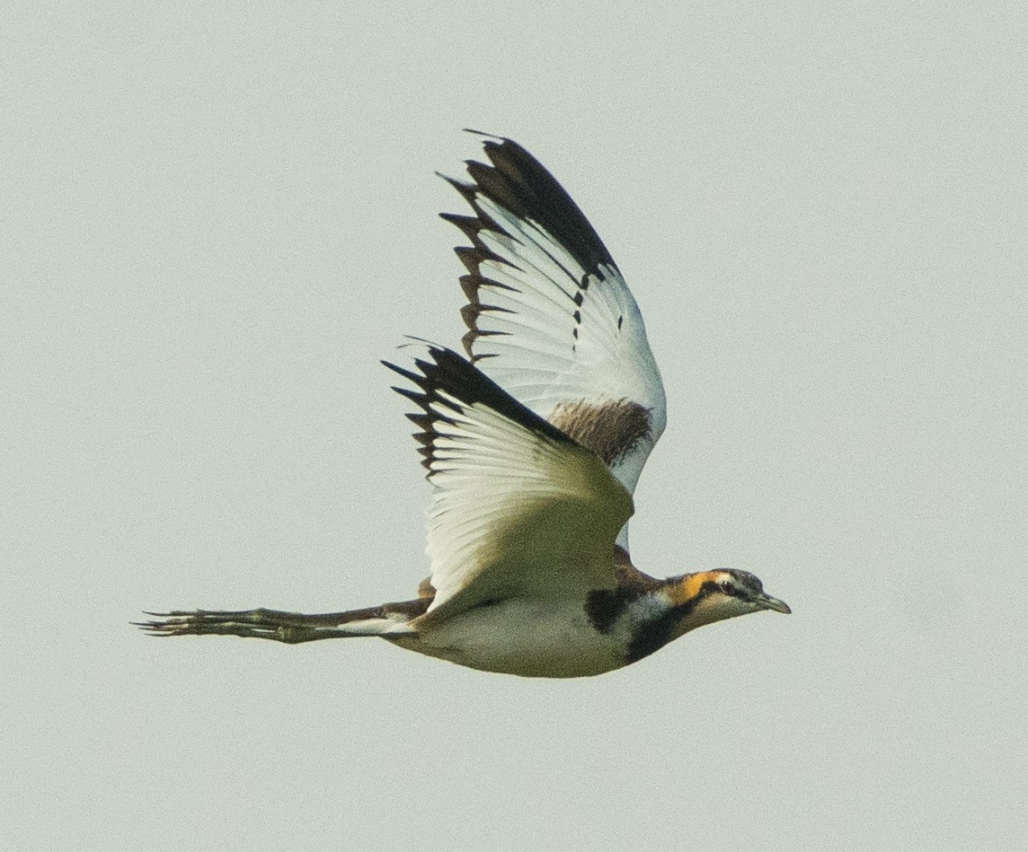 Pheasant-tailed Jacana - SWARUP SAHA