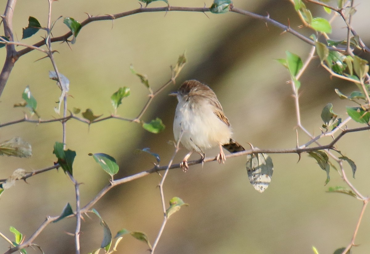 Carruthers's Cisticola - ML291091911