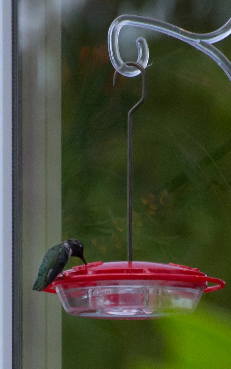 Anna's Hummingbird - ML291092041