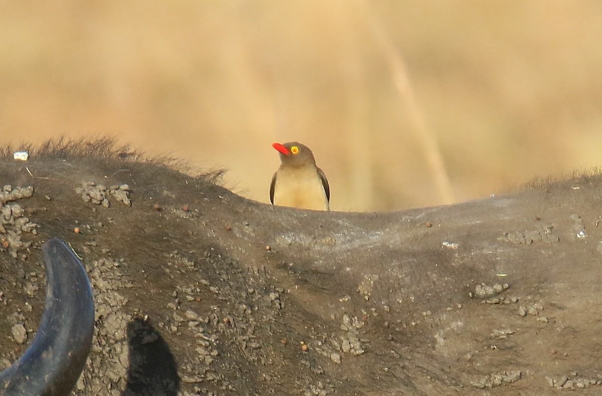Red-billed Oxpecker - ML291092051