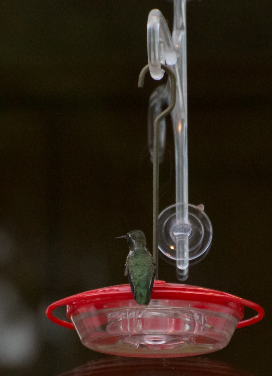 Anna's Hummingbird - ML291092061