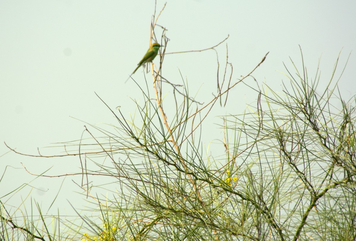 Asian Green Bee-eater - ML291094381