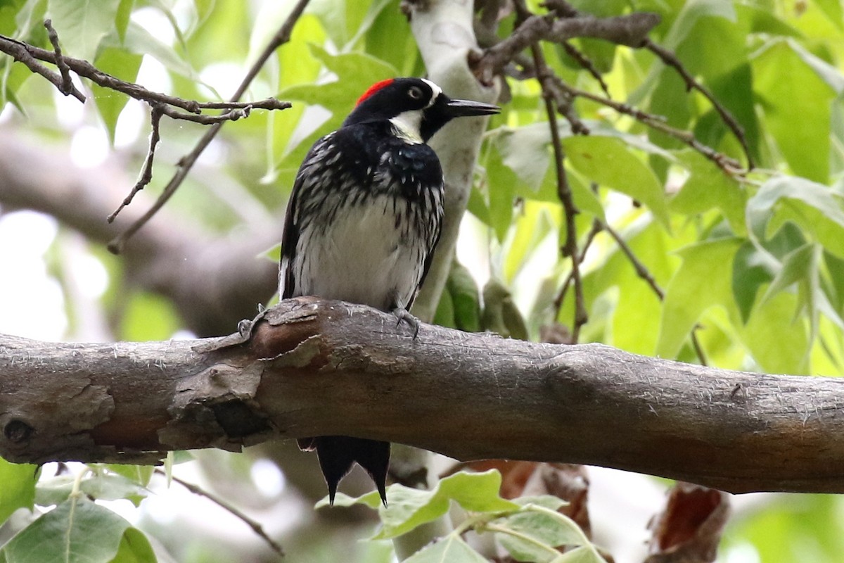 Acorn Woodpecker - Lindsay Story