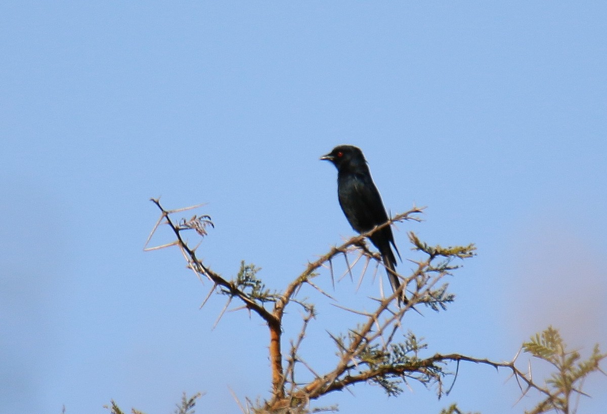 Fork-tailed Drongo - ML291095441