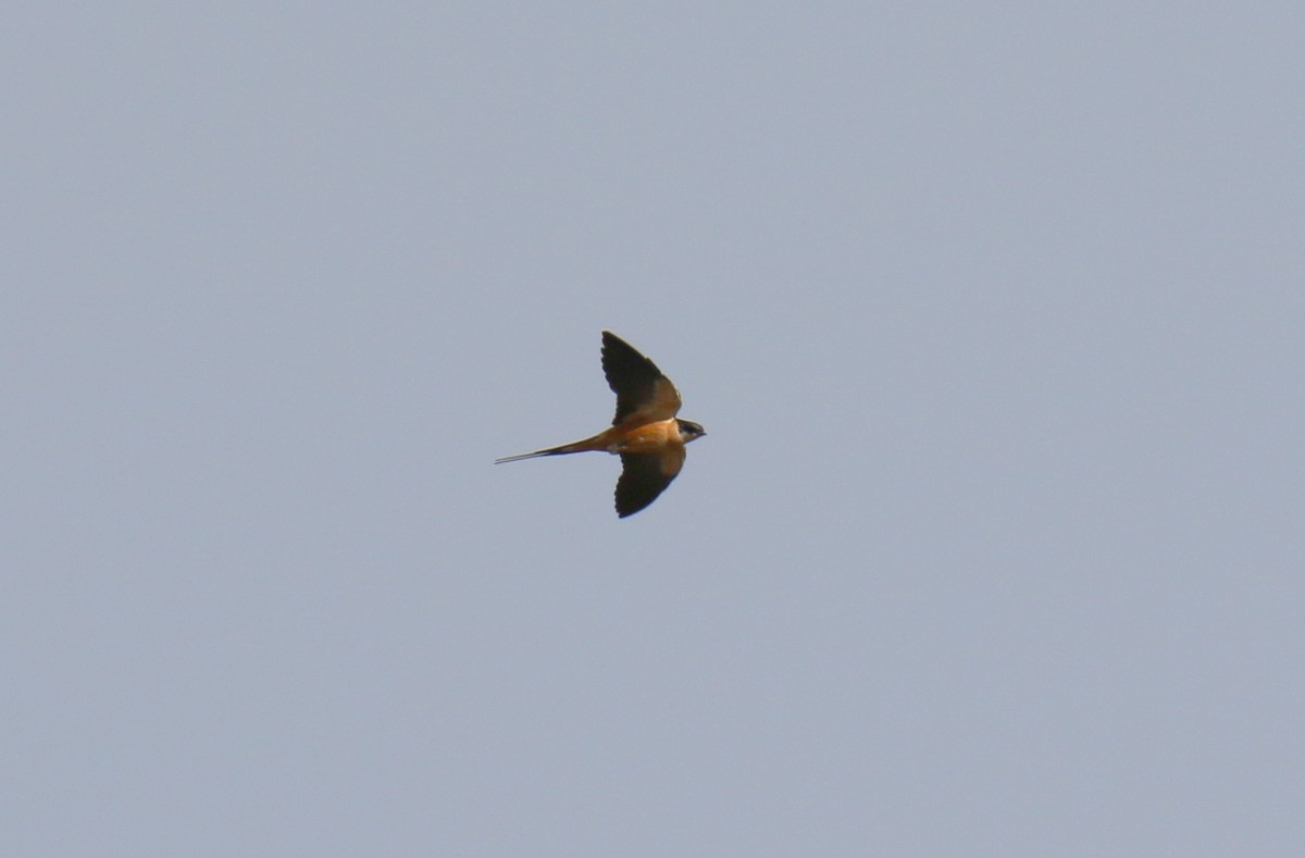 Rufous-chested Swallow - ML291095481
