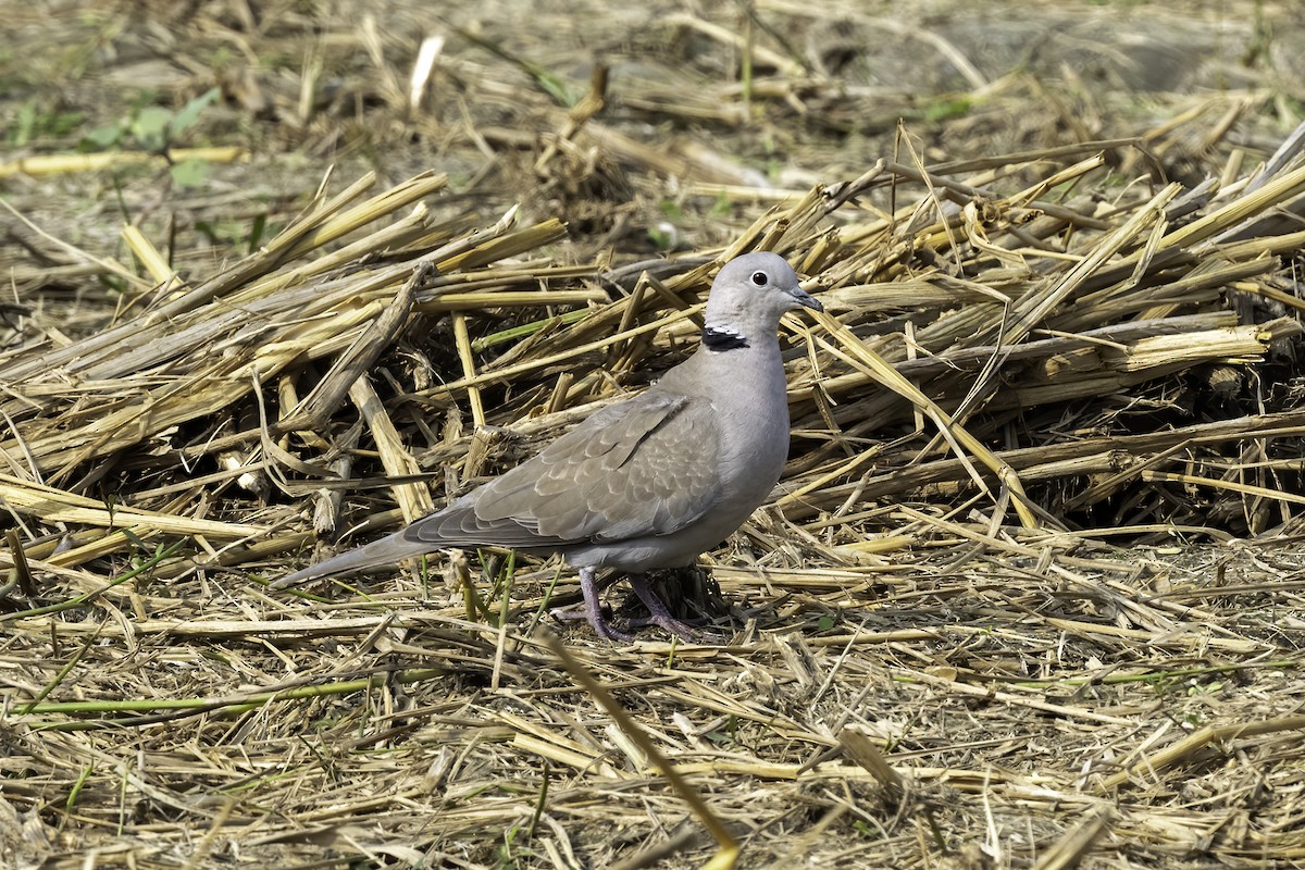Eurasian Collared-Dove - Debankur  Biswas