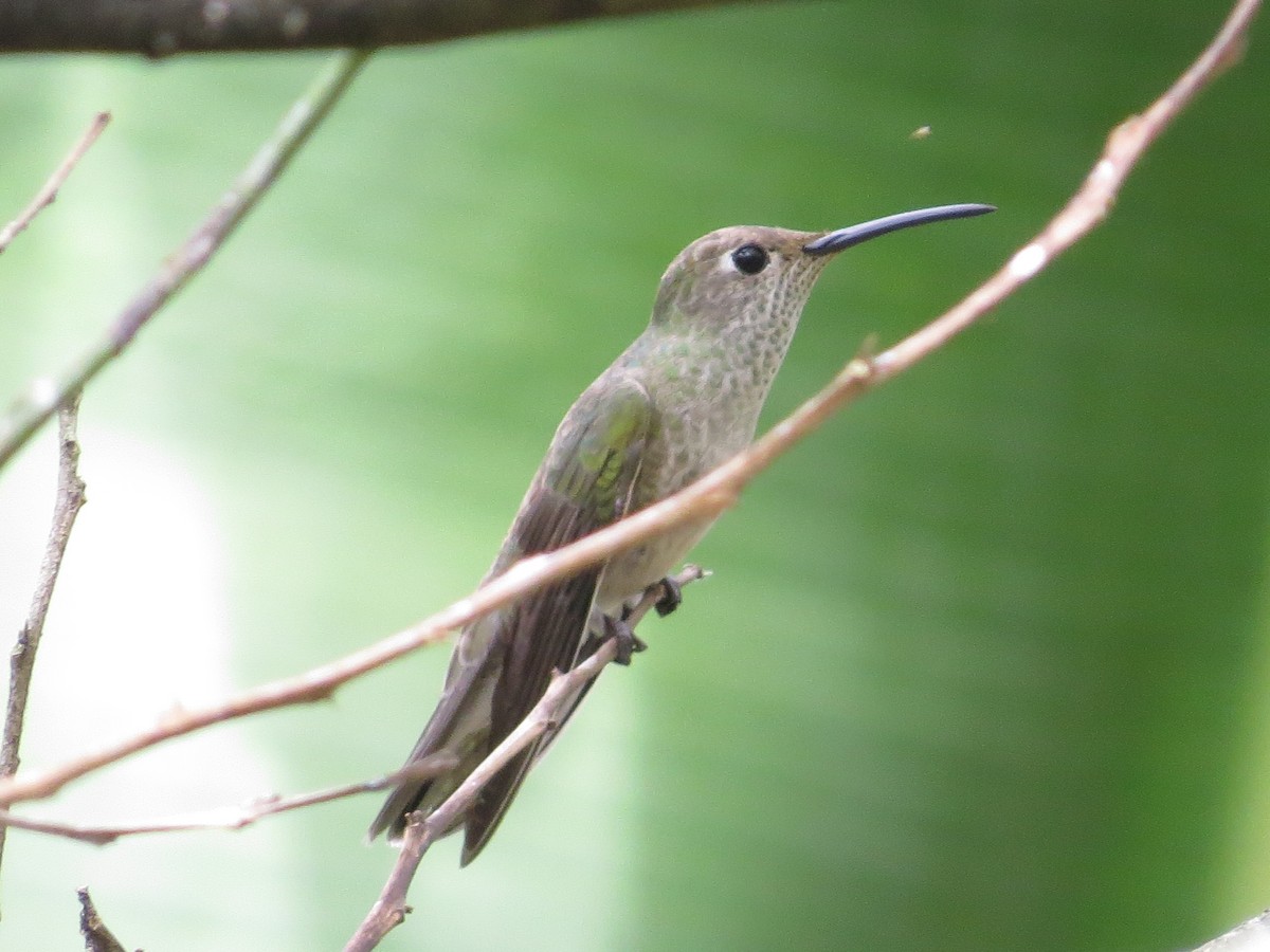 Spot-throated Hummingbird - ML291097871