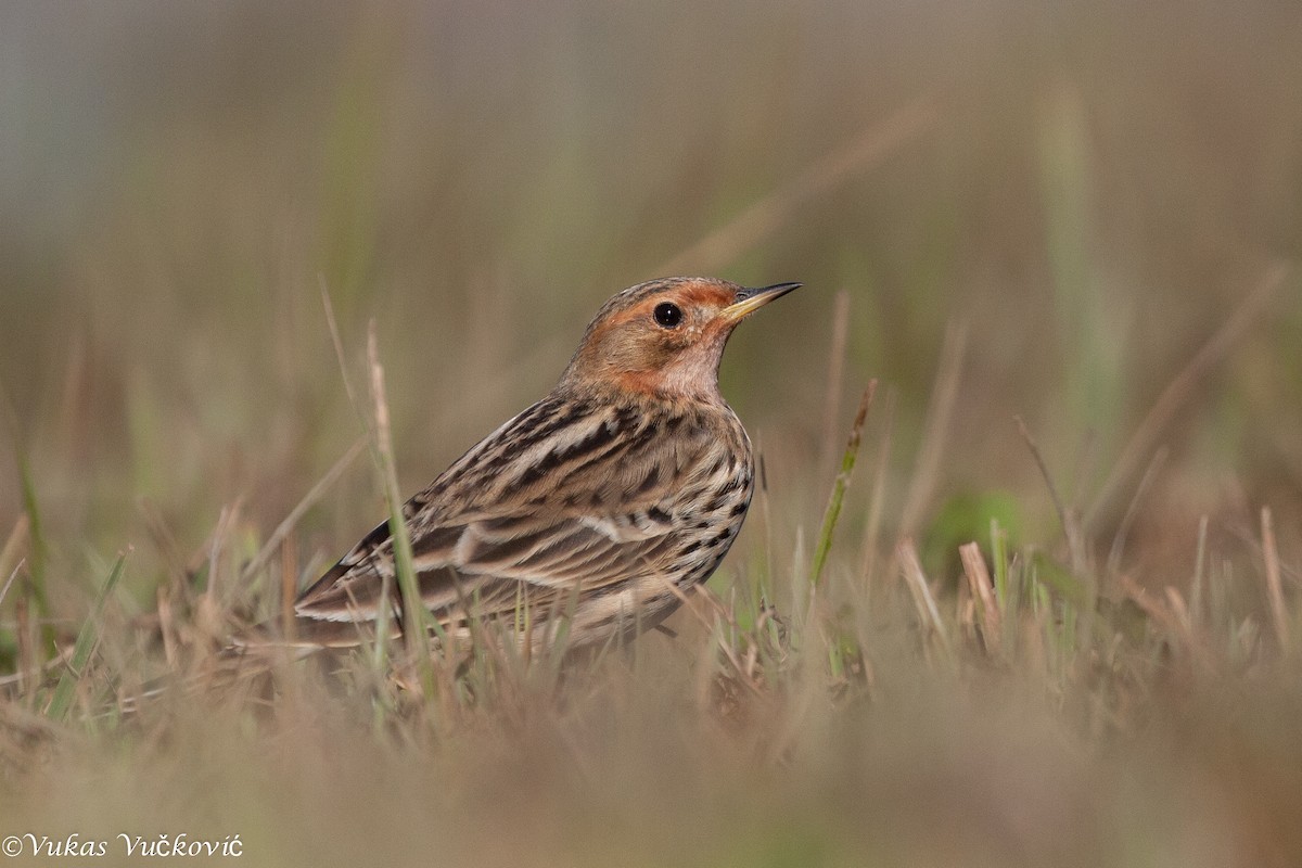 Red-throated Pipit - ML291098641