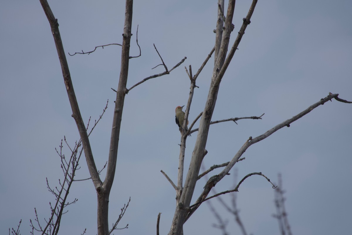 Red-bellied Woodpecker - ML291101101