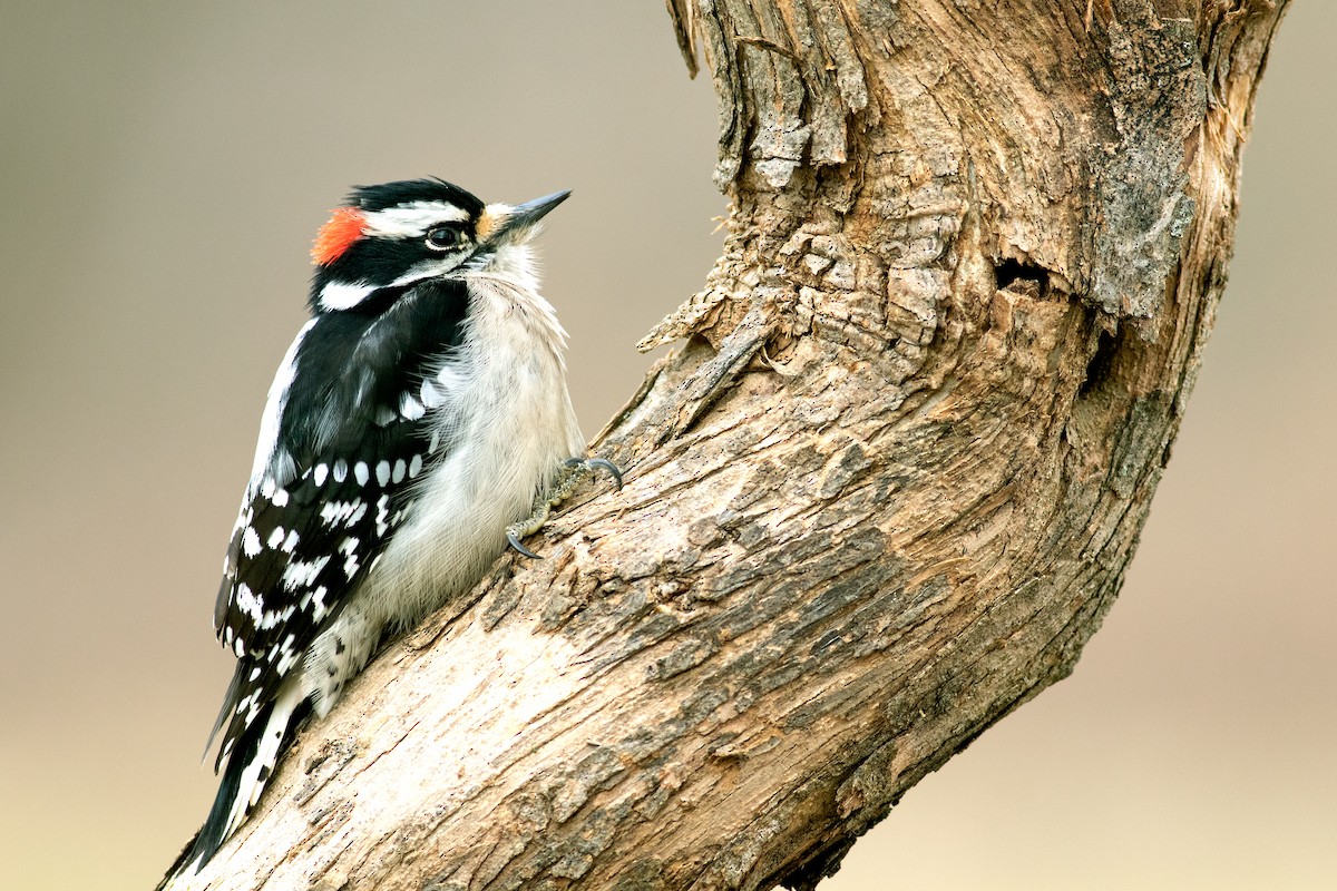 Downy Woodpecker - Jeff 'JP' Peters