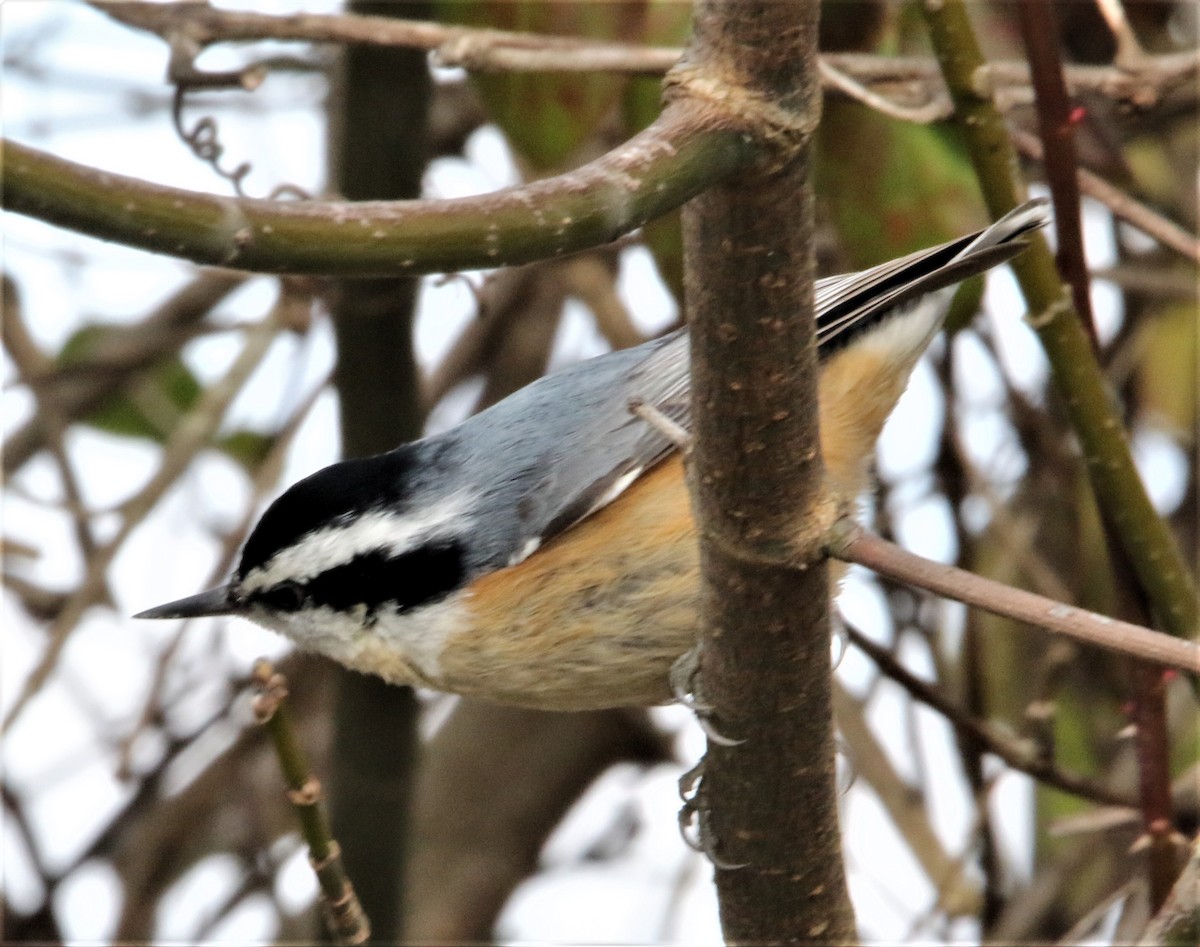 Red-breasted Nuthatch - ML291104381