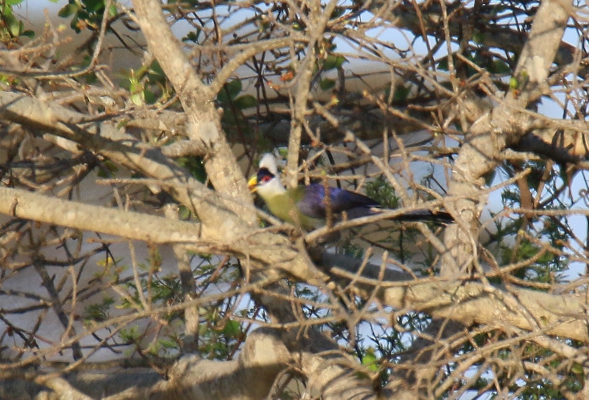 White-crested Turaco - ML291104621